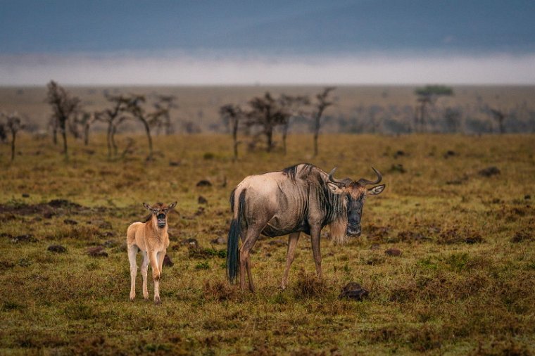 105 Masai Mara, lierantilopes.jpg